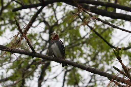 新緑とコムクドリさん？～5月の旭川_d0340565_20150993.jpg