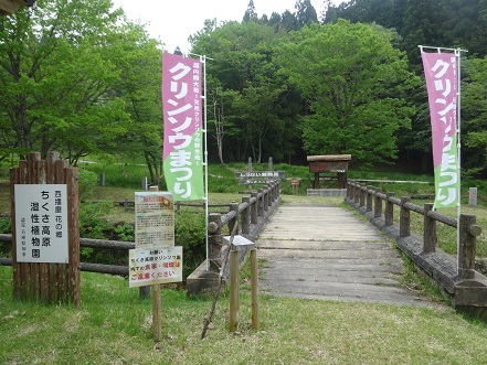 森に咲くクリンソウ　　ちくさ湿原_c0303868_06195660.jpg