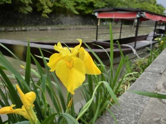 G.W関西（帰省）旅行、その2～近江八幡の街を散策・前編_e0045768_21555827.jpg