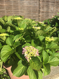健気に咲く_f0363168_07093275.png