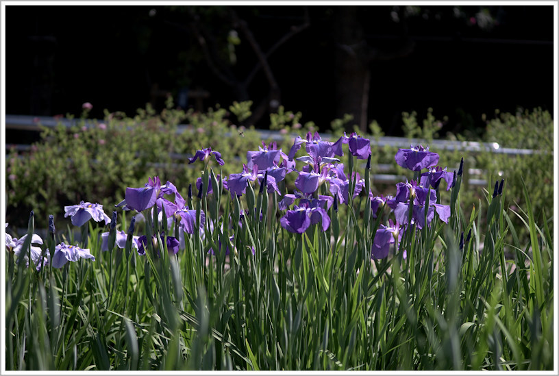 堀切菖蒲園　2018 -1_b0340572_16555946.jpg