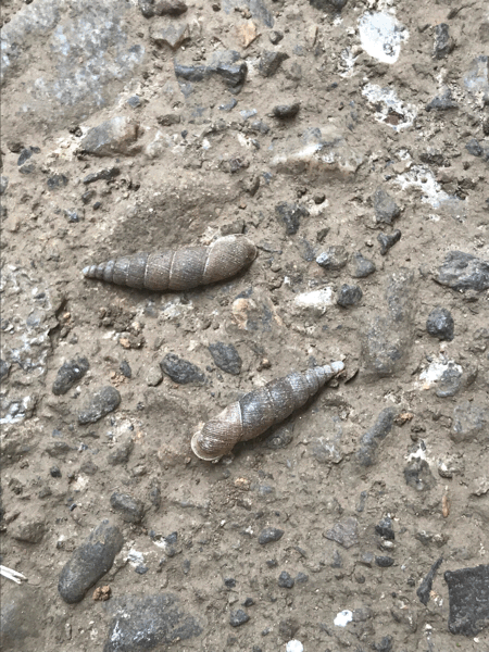 e0196473_10112832.gif