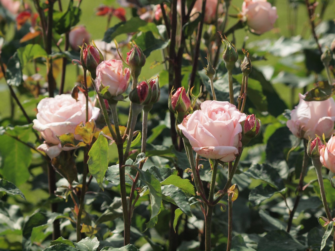 『神戸町のバラ公園いこいの広場を歩いて～』_d0054276_20151928.jpg