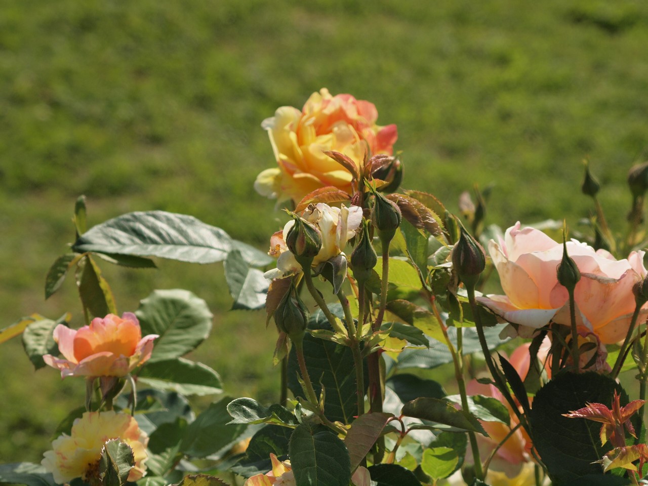 『神戸町のバラ公園いこいの広場を歩いて～』_d0054276_20152890.jpg