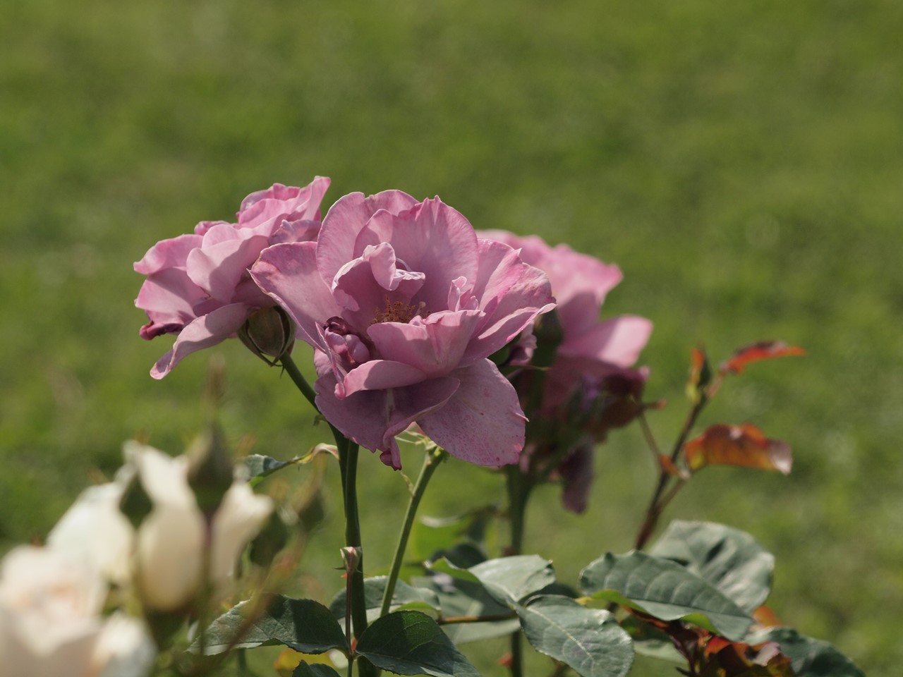 『神戸町のバラ公園いこいの広場を歩いて～』_d0054276_20154760.jpg