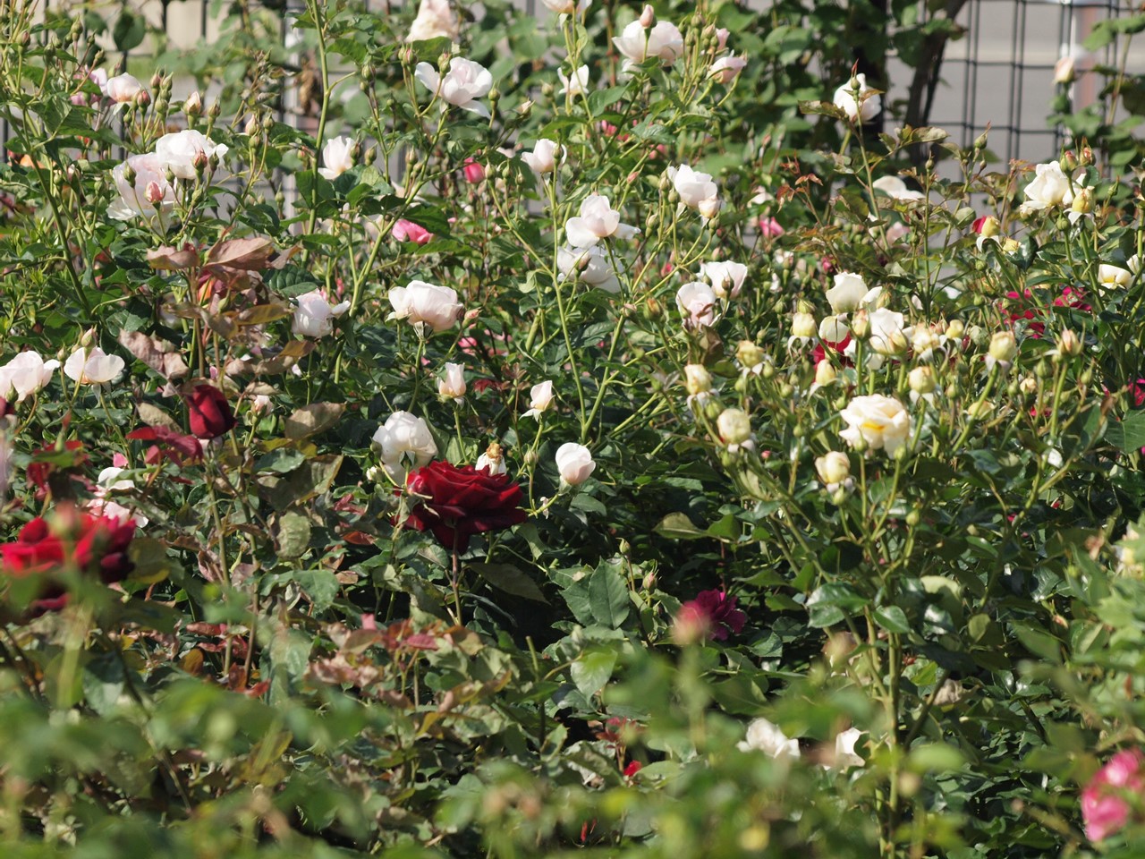 d0054276_20164566.jpg