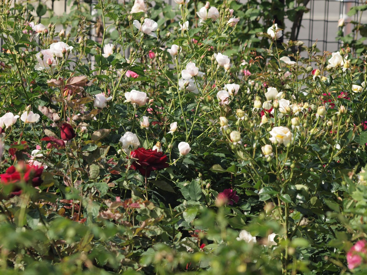 『神戸町のバラ公園いこいの広場を歩いて～』_d0054276_20164566.jpg