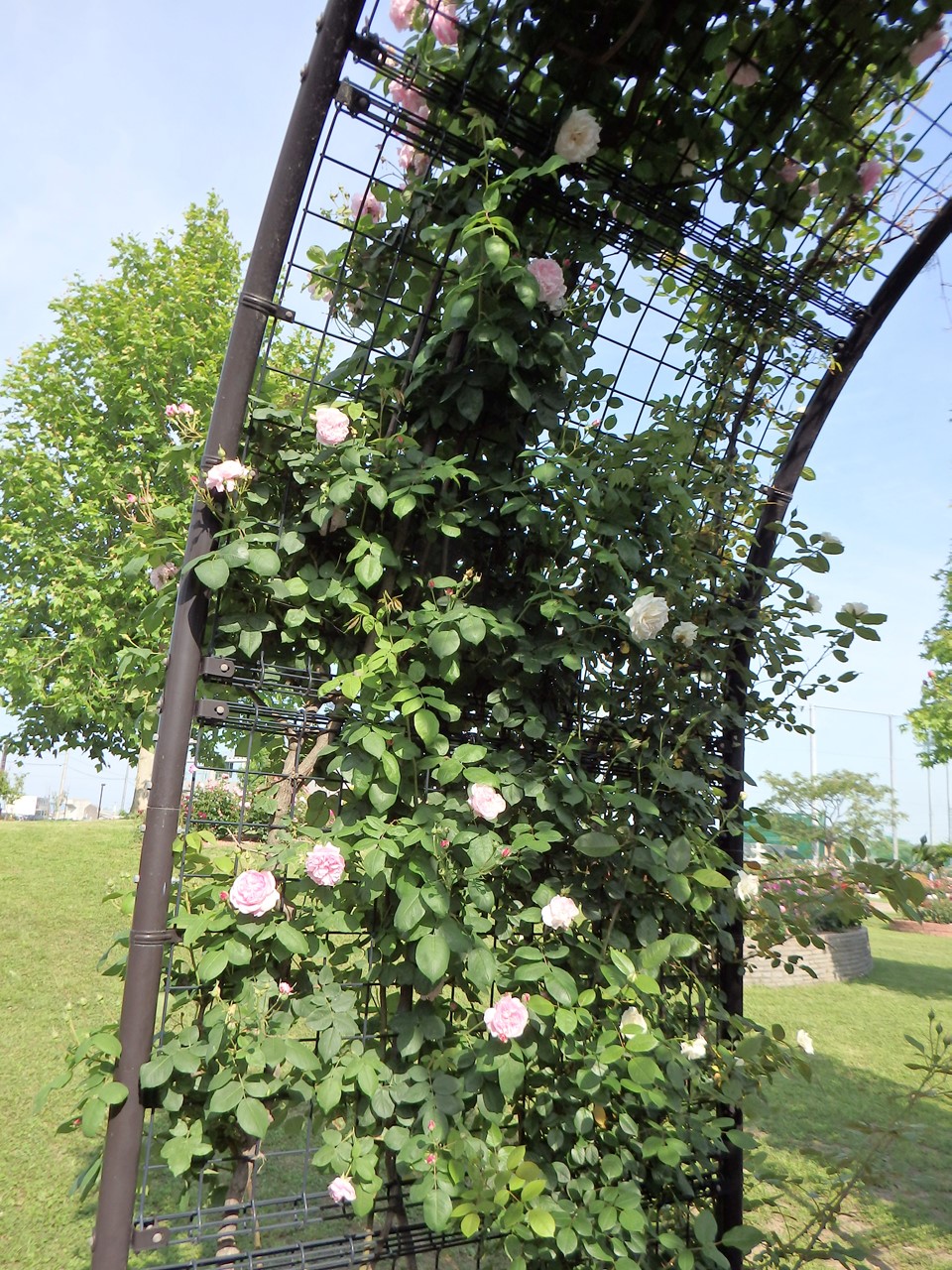 『神戸町のバラ公園いこいの広場を歩いて～』_d0054276_20202895.jpg