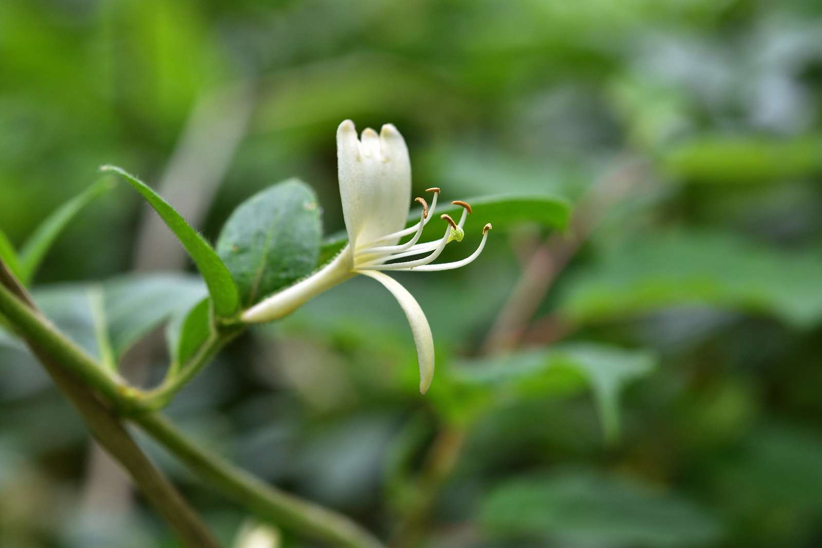 奥多摩・高尾方面の花_d0328977_20264695.jpg