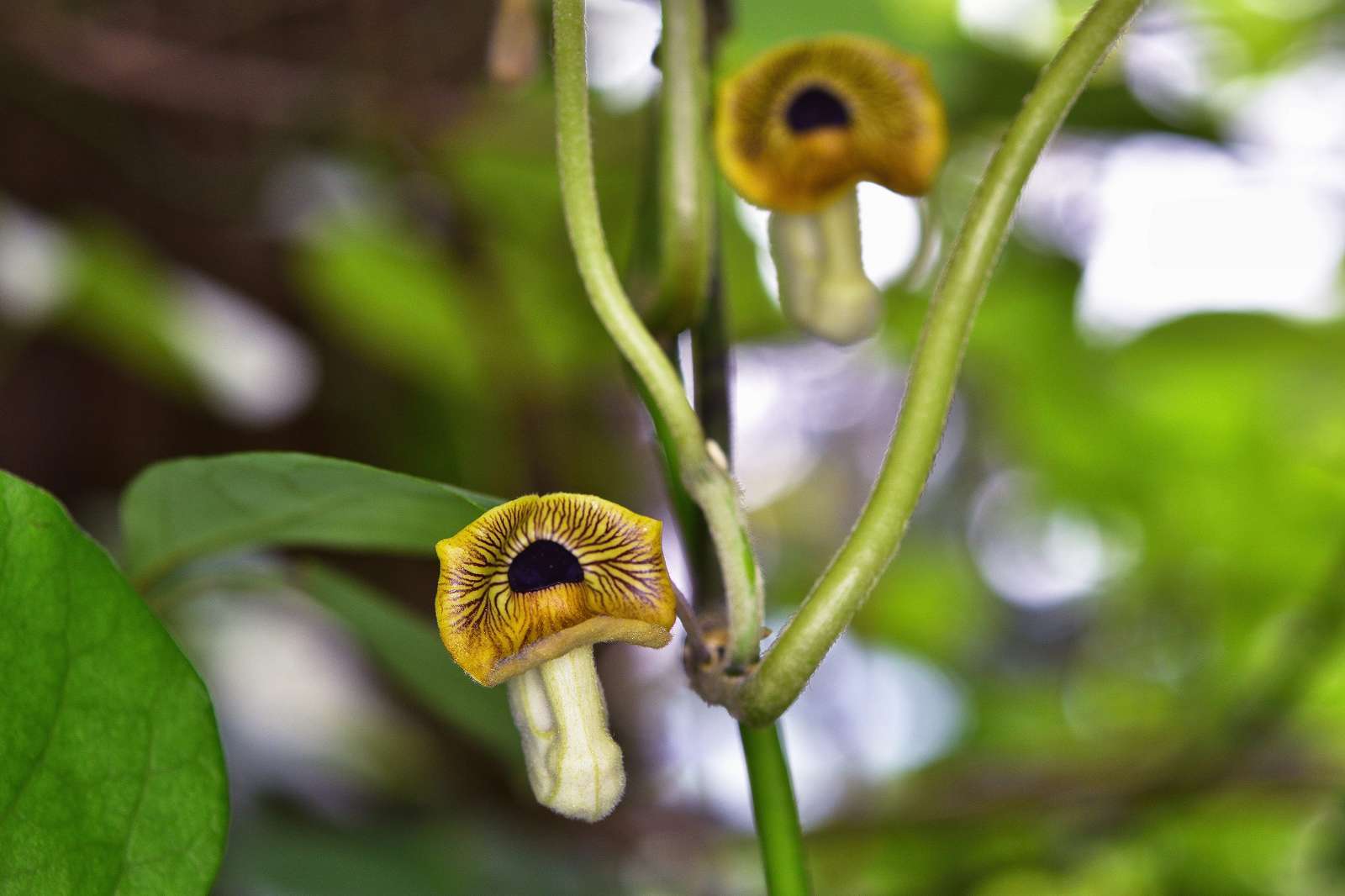 奥多摩・高尾方面の花_d0328977_20264719.jpg