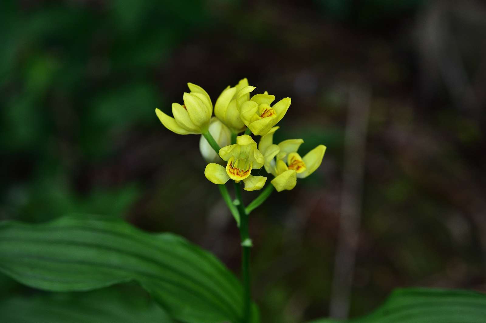 奥多摩・高尾方面の花_d0328977_20271426.jpg