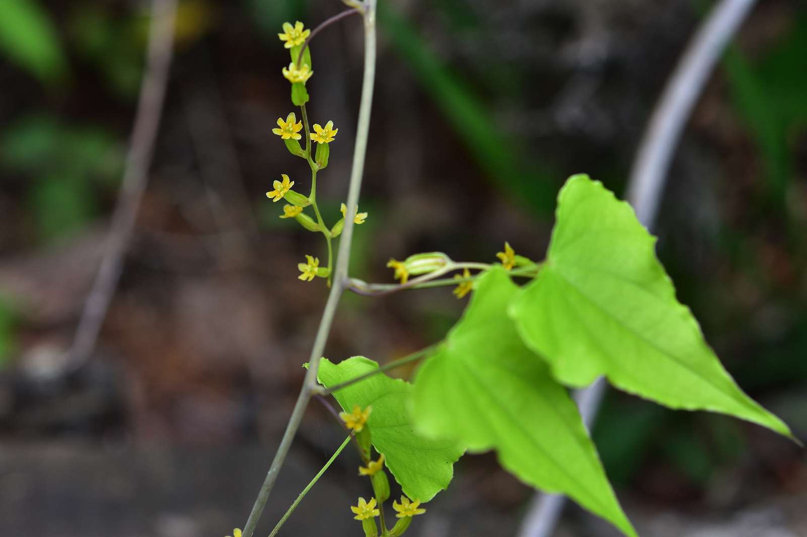 奥多摩・高尾方面の花_d0328977_20271521.jpg