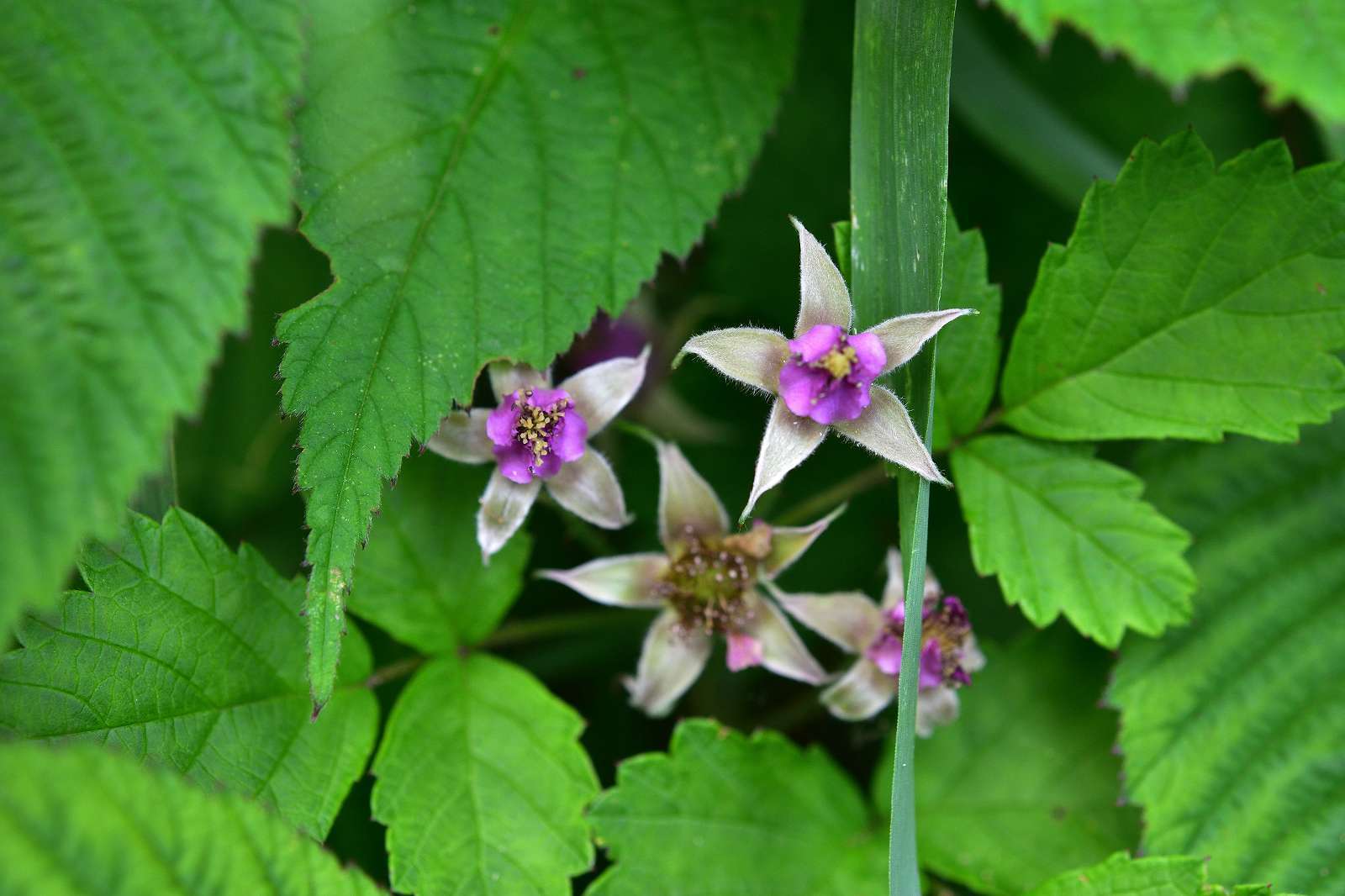 奥多摩・高尾方面の花_d0328977_20271540.jpg