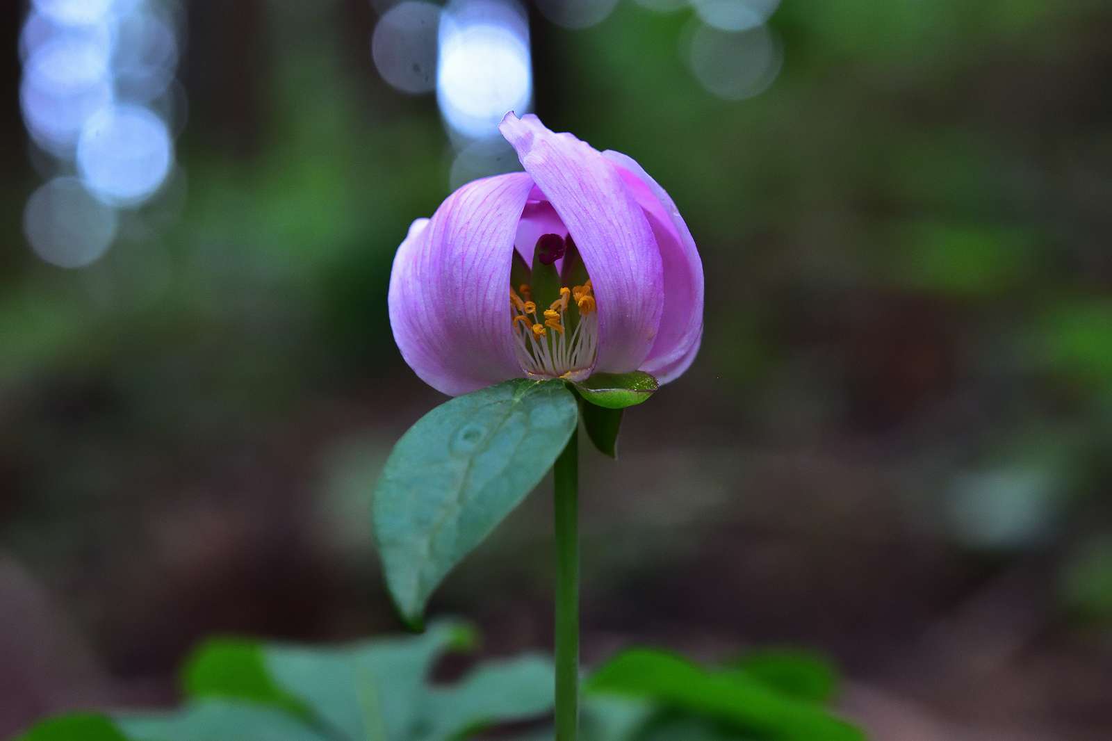 奥多摩・高尾方面の花_d0328977_20273090.jpg