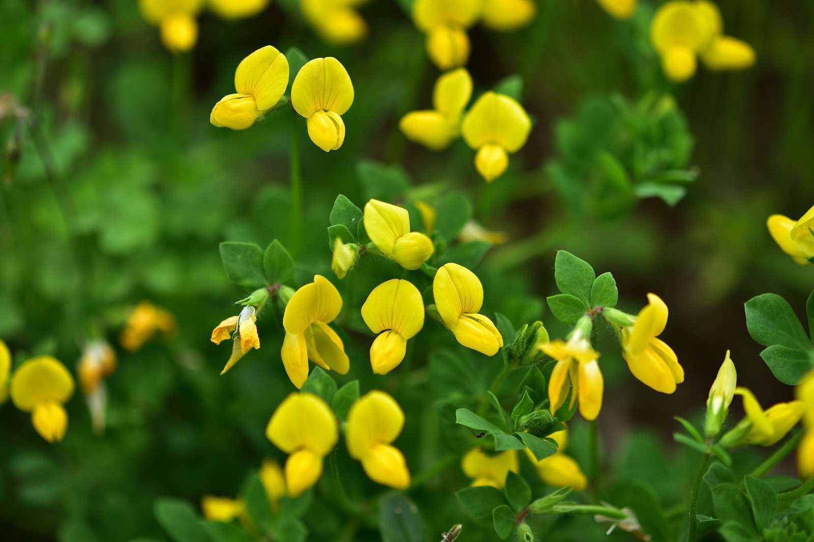 奥多摩・高尾方面の花_d0328977_20274470.jpg