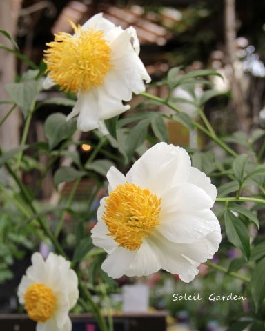 泉南の有名な3つの園芸店巡り ロベリア 金久 リル シュル ラ リング Soleilの庭あそび 布あそび