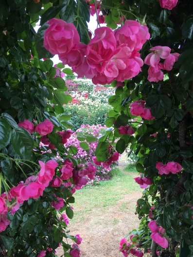 Rose garden_b0183483_22542692.jpeg