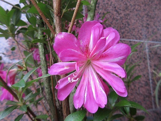 b0182884_13313853.jpg