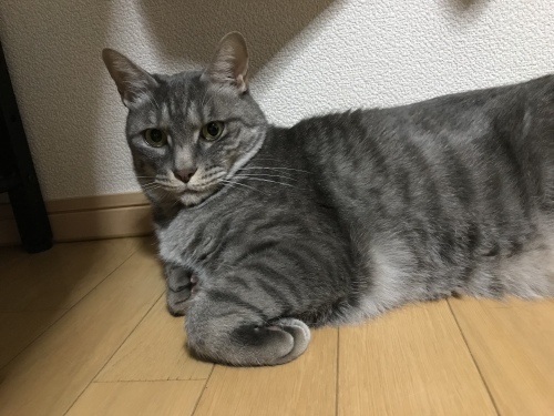 c0340786_13553526.jpeg