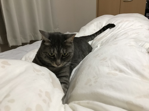 c0340786_13572980.jpeg