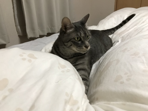 c0340786_13581878.jpeg