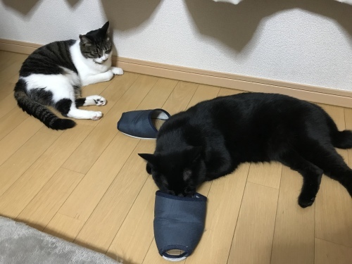c0340786_14015673.jpeg