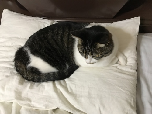 c0340786_14043258.jpeg
