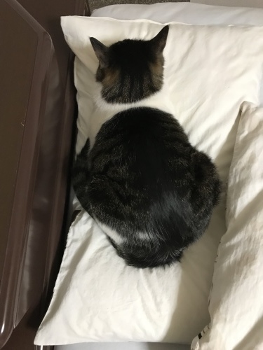 c0340786_14051762.jpeg