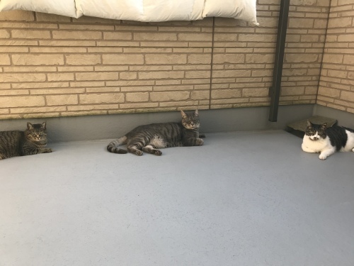 c0340786_14151351.jpeg