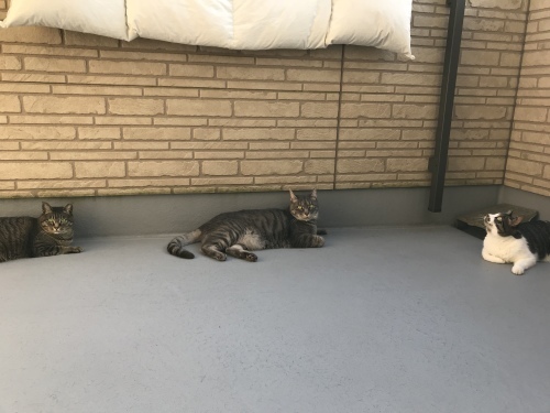 c0340786_14155217.jpeg