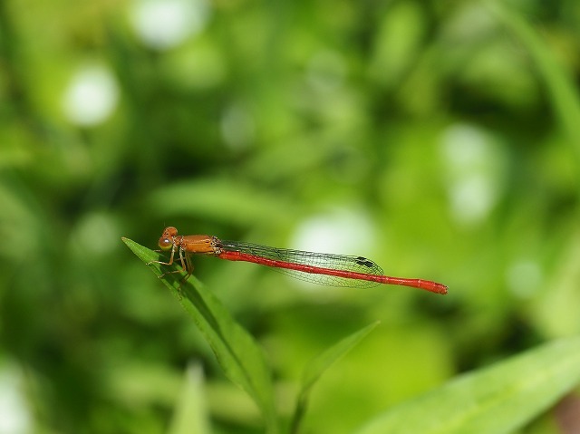 d0156387_21260240.jpg