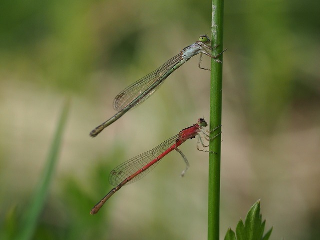 d0156387_21261279.jpg