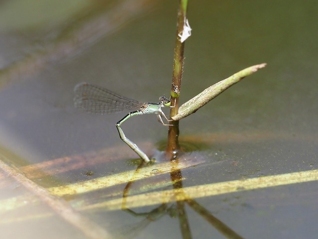 d0156387_21261885.jpg