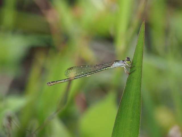 d0156387_21262240.jpg