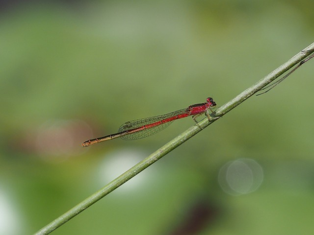 d0156387_21262653.jpg