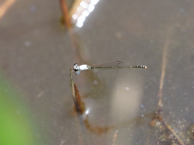d0156387_21263286.jpg
