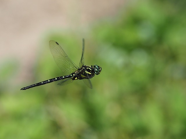 d0156387_21263993.jpg