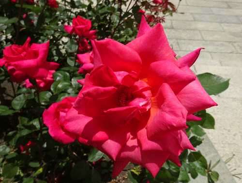 c0168990_18323148.gif