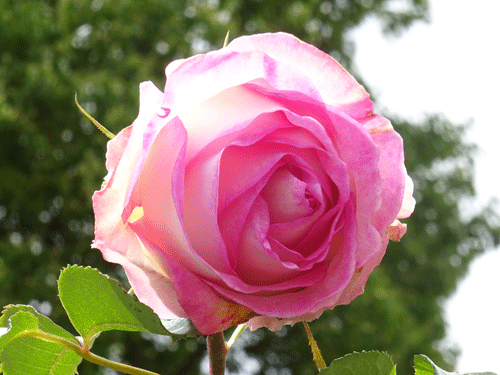 c0168990_18332490.gif