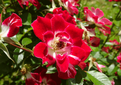 c0168990_18410638.gif