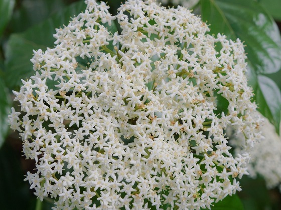 e0176993_07301618.jpg