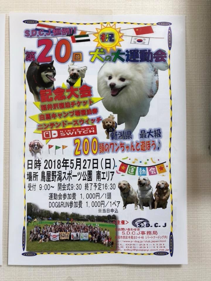 犬の大運動会 そして 朝霧fdgフリマ 和日和 なごみびより 犬の大運動会 そして 朝霧fdgフリマ 和日和 なごみびより