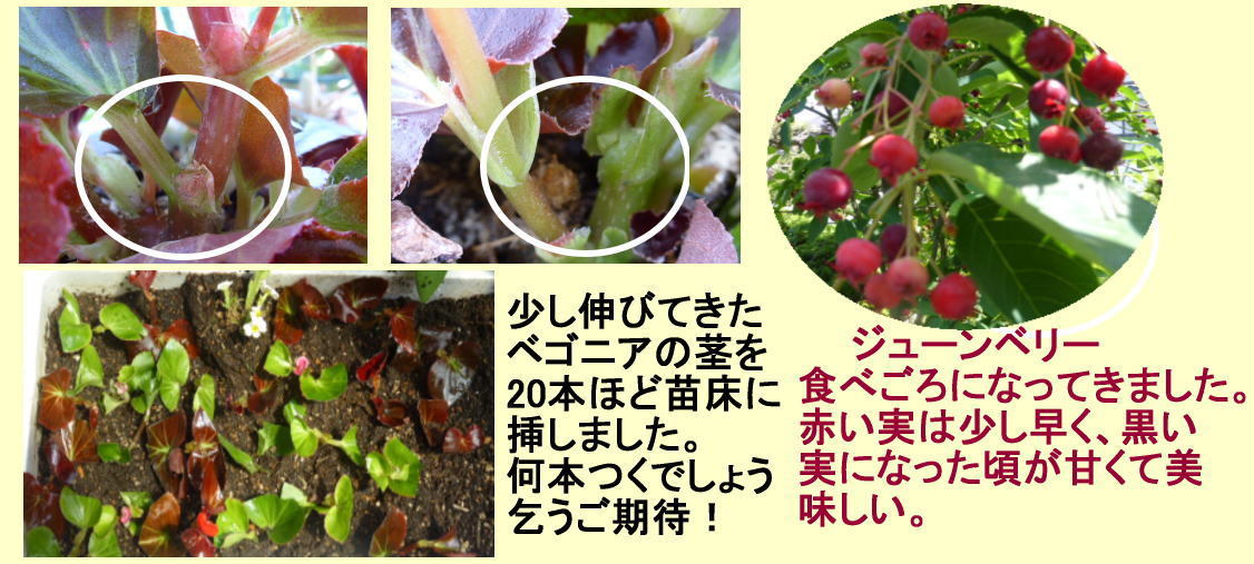 ベゴニアは挿し木で 和子花便り