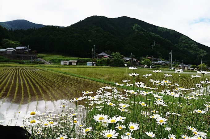 田植えが終わった山里…眩しい眺めが_d0265607_19414074.jpg