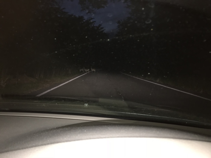 c0301809_19275541.jpeg