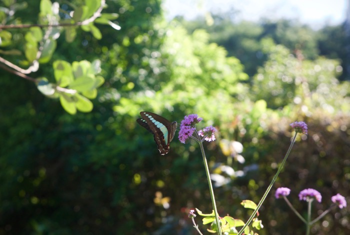 三尺バーベナの上のアオスジアゲハ 世話要らずの庭