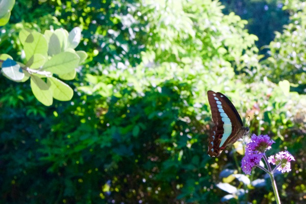 三尺バーベナの上のアオスジアゲハ 世話要らずの庭