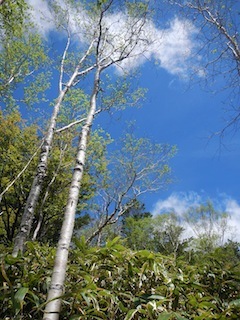 爽やかな五月晴れの薮漕ぎ登山…恵那山・黒沢（点名）_c0359615_22122118.jpg