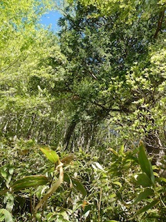 爽やかな五月晴れの薮漕ぎ登山…恵那山・黒沢（点名）_c0359615_22124649.jpg