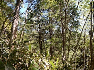 爽やかな五月晴れの薮漕ぎ登山…恵那山・黒沢（点名）_c0359615_22124655.jpg